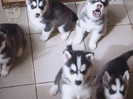 PoulaTo: Siberian Husky