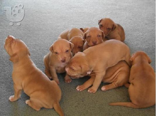 PoulaTo: γλυκό λίγο Pit Bull Terrier κουτάβια προς Πώληση