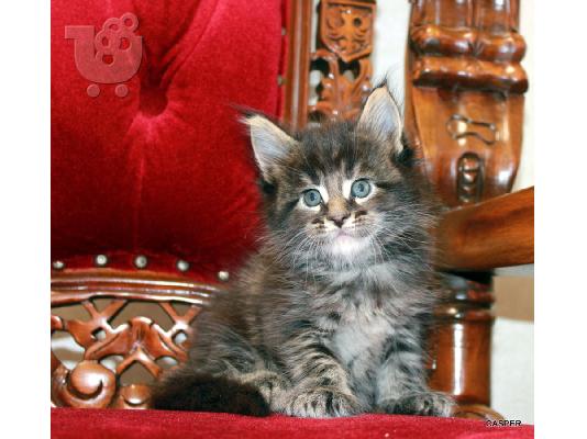 Maine Coon γατάκια για υιοθεσία