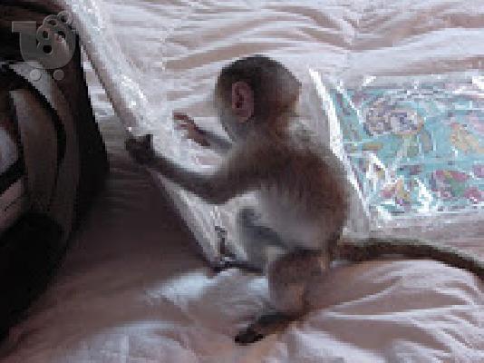 PoulaTo: baby capuchin monkey for 300€