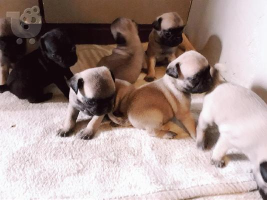 PoulaTo: Υπέροχο αγνό κουτάβι Pug Pug.