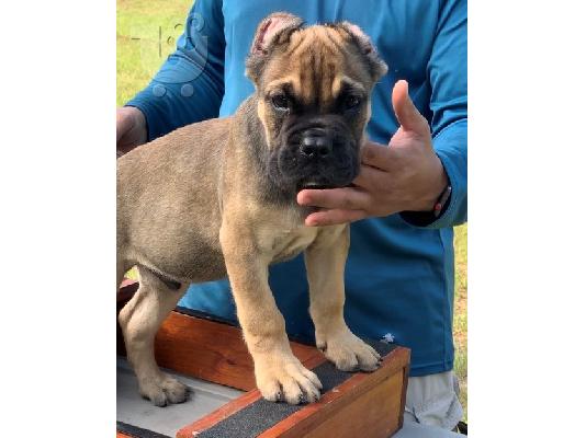 Cane Corso