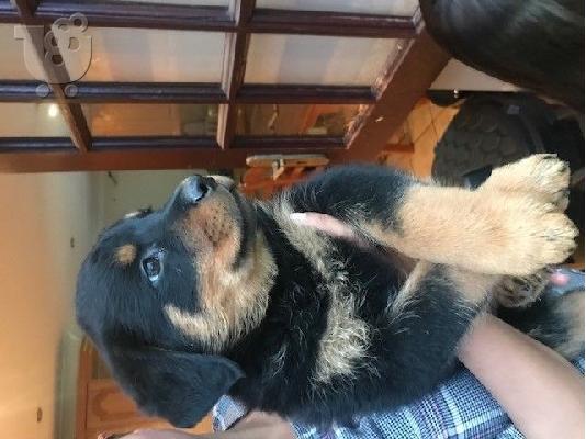 PoulaTo: Σούπερ Adorable κουτάβια rottweiler