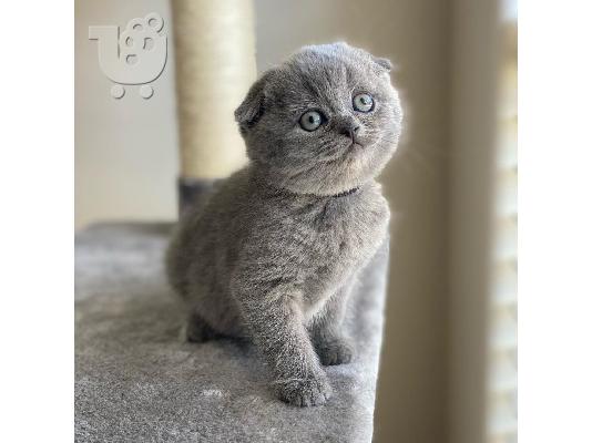 ΠΟΛΥ ΚΑΛΗ ΕΚΠΤΩΣΗ SCITTISH FOLD KITTEN ΔΙΑΘΕΣΙΜΟ