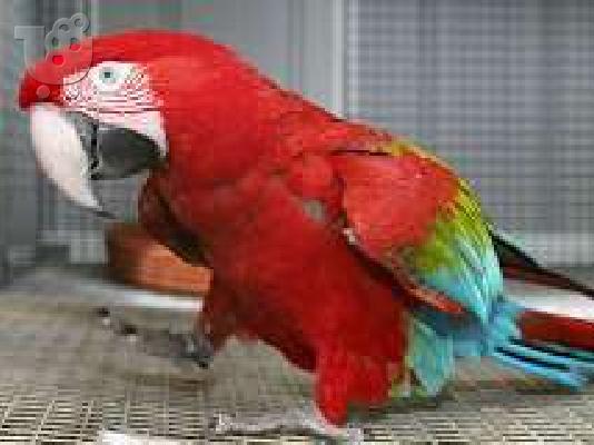 PoulaTo: scarlet παπαγάλος macaw για 200 ευρώ