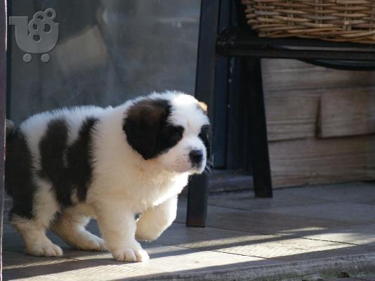 Διαθέσιμα κουτάβια Saint Bernard