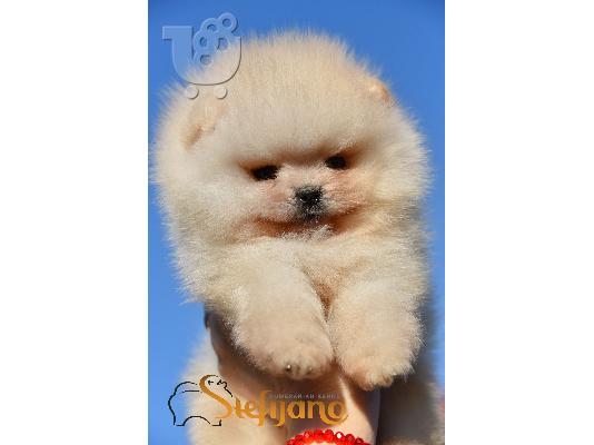 PoulaTo: Κουτάβια Pomeranian Boo