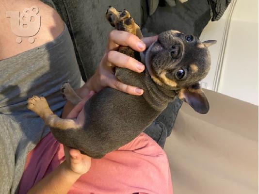 Κουτάβια AKC FrenchBulldog+34634098453