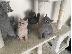 PoulaTo: kittens for adoption