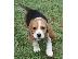 PoulaTo: Χαριτωμένα και γοητευτικά κουτάβια Beagle