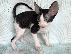 PoulaTo: Όμορφα μισά γατάκια Cornish Rex.