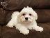 PoulaTo: Maltese mini
