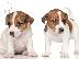 PoulaTo: Jack russell