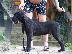 PoulaTo: Cane Corso αρσενικό κουτάβι