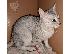 PoulaTo: Egyptian Mau Kittens