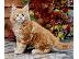 PoulaTo: Διαθέσιμο Maine Coon γατάκια