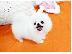 PoulaTo: Pomeranian spitz mini / Πομεράνιαν σπιτζ μίνι