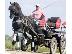 PoulaTo: Friesian Horse Gelding Marcos