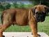 PoulaTo: Λατρευτά κουτάβια bullmastiff