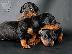 PoulaTo: Pinscher mini
