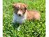 PoulaTo: Border collie
