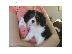 PoulaTo: Το Γοητευτικό Cavalier King Charles Κουτάβια,