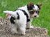 PoulaTo: Ποιότητα Κουτάβια Shih Tzu {300euros}