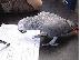 PoulaTo: Beautiful african grey parrot