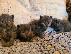 PoulaTo: Maine Coon γατάκια προς πώληση