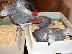PoulaTo: Talking African Grey Parrots for Sale