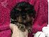 PoulaTo: Cavalier King Charles Puppies