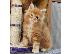 PoulaTo: Ποιότητα Maine Coon Kitten