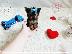 PoulaTo: Yorkshire Terrier Puppies For Adoption