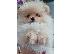 PoulaTo: Pomeranian toy