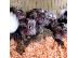 PoulaTo: Marmosets Monkeys Διαθέσιμα τώρα
