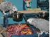 PoulaTo: African Grey Parrots for sale