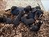 PoulaTo: KC Miniature Dachshund κουτάβια