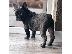 PoulaTo: French bulldog puppy for sale