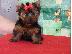 PoulaTo: AKC ΕΓΓΕΓΡΑΜΜΕΝΟ YORKSHIRE TERRIER Κουτάβια