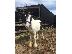 PoulaTo: For Sale Welsh Section A Pony
