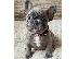 PoulaTo: French bulldog γαλλικο μπουλντογ