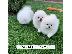 PoulaTo: Καταπληκτικά κουτάβια από Pomeranian!