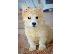 PoulaTo: Κουτάβια Welsh Corgi Pembroke