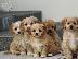 PoulaTo: Κουτάβια AKC Cavapoo