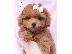 PoulaTo: Poodle apricot mini - Κανίς βερυκοκί μίνι