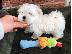 PoulaTo: Maltese mini