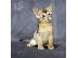 PoulaTo: Abyssinian Kittens