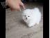 PoulaTo: Pomeranian κουτάβια