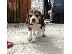PoulaTo: 7 όμορφα εγγεγραμμένα Kc κουτάβια Beagle.