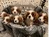 PoulaTo: Kc Εγγεγραμμένος Cavalier King Charles Spaniels